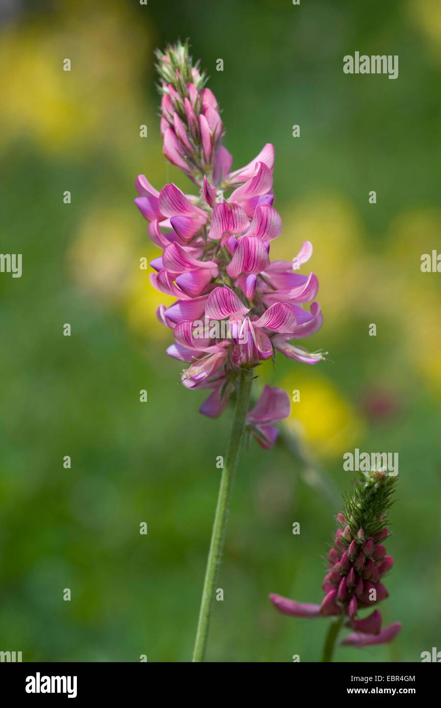 Berg-Esparsette (Onobrychis Montana), Blütenstand, Schweiz Stockfoto