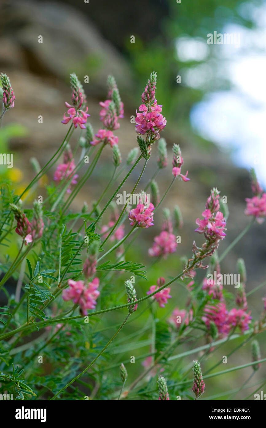 Berg-Esparsette (Onobrychis Montana), blühen, Schweiz Stockfoto