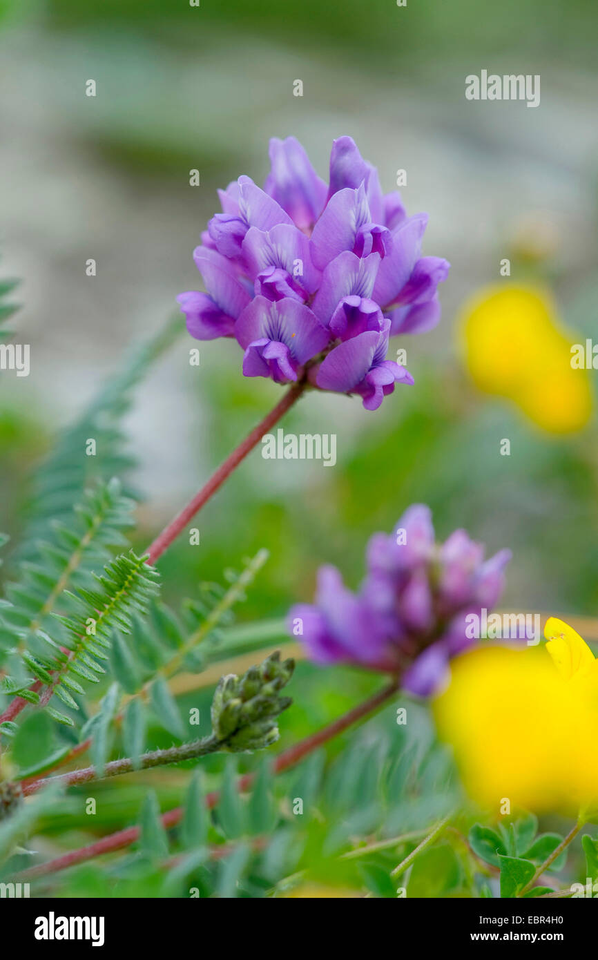 Berg Milch-Wicke (Oxytropis Jacquinii), blühen, Schweiz Stockfoto