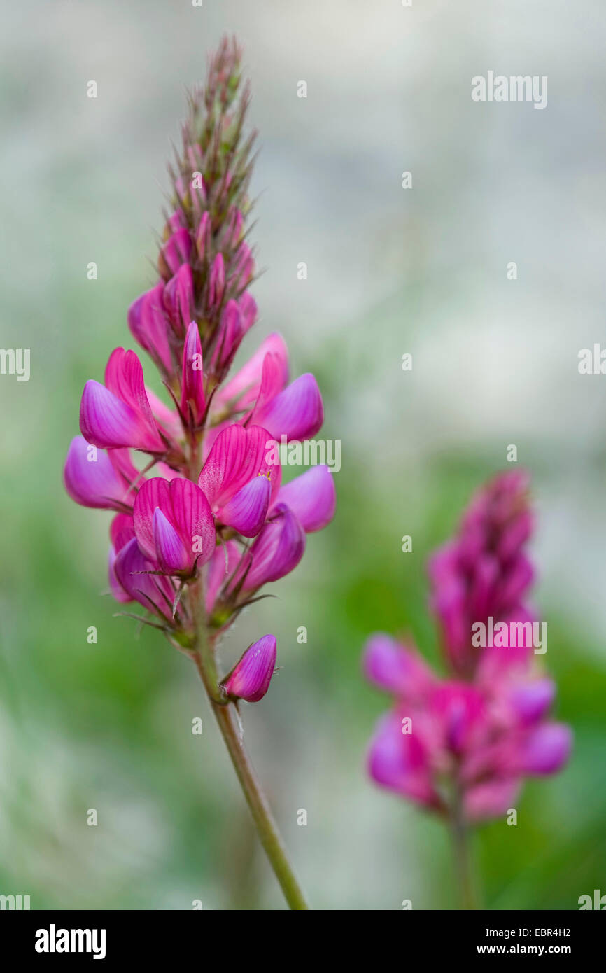 Berg-Esparsette (Onobrychis Montana), Blütenstand, Schweiz Stockfoto