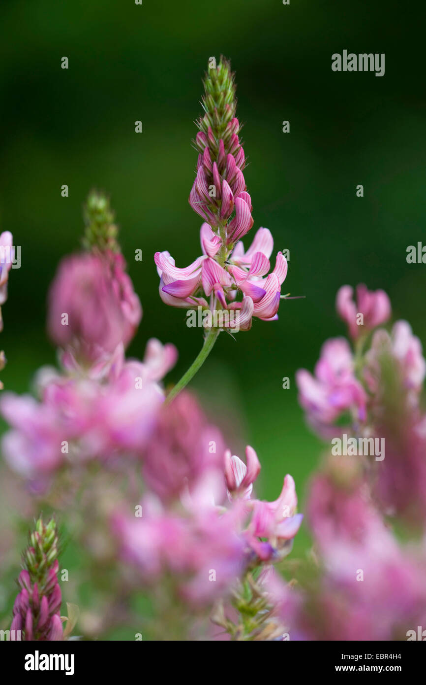 Berg-Esparsette (Onobrychis Montana), blühen, Schweiz Stockfoto