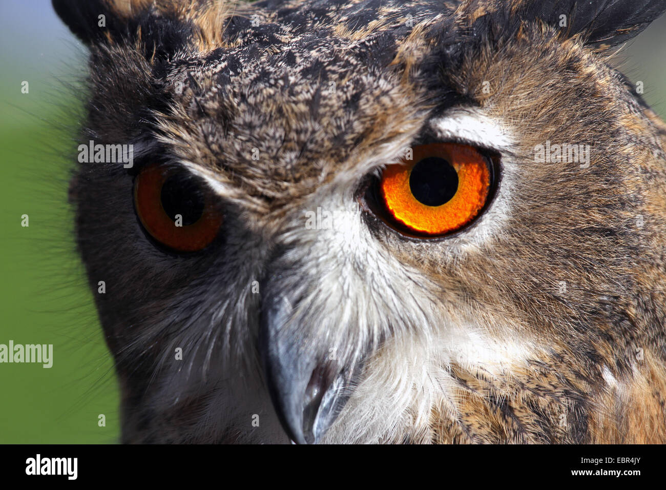 große Eule mit großen orangefarbenen Augen Stockfoto