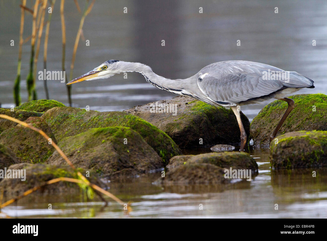 Graureiher (Ardea Cinerea), stalking einen Fisch im flachen Wasser, Deutschland Stockfoto