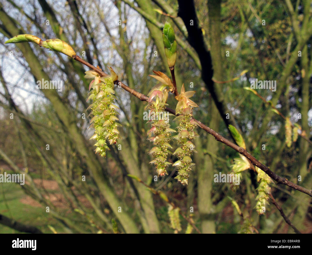 Japanische Hainbuche (Carpinus Japonica), Zweig mit Mal K??tzchen