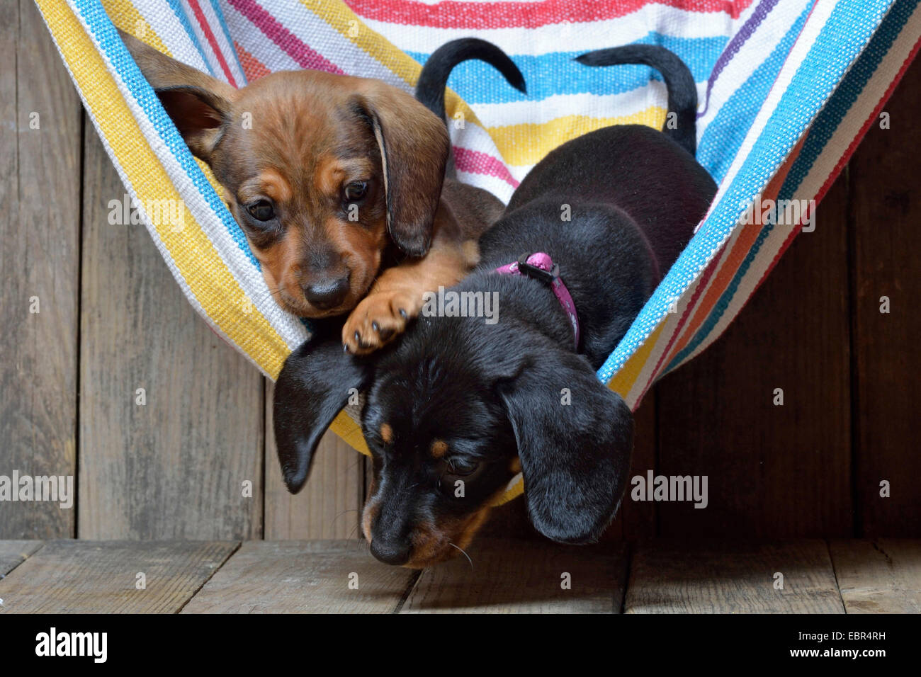 Kurzhaar-Dackel Kurzhaar-Dackel, Haushund (Canis Lupus F. Familiaris), zwei Dackel Welpen balgt gestreifte Hängematte, Deutschland Stockfoto