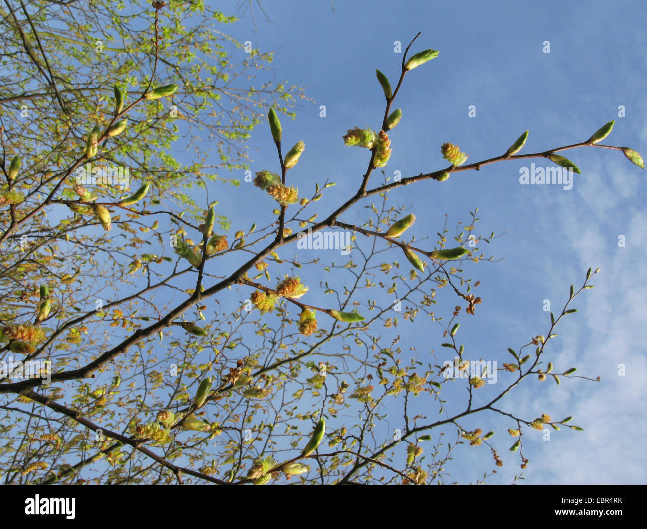 Japanische Hainbuche (Carpinus Japonica), Zweig mit Mal Kätzchen Stockfoto