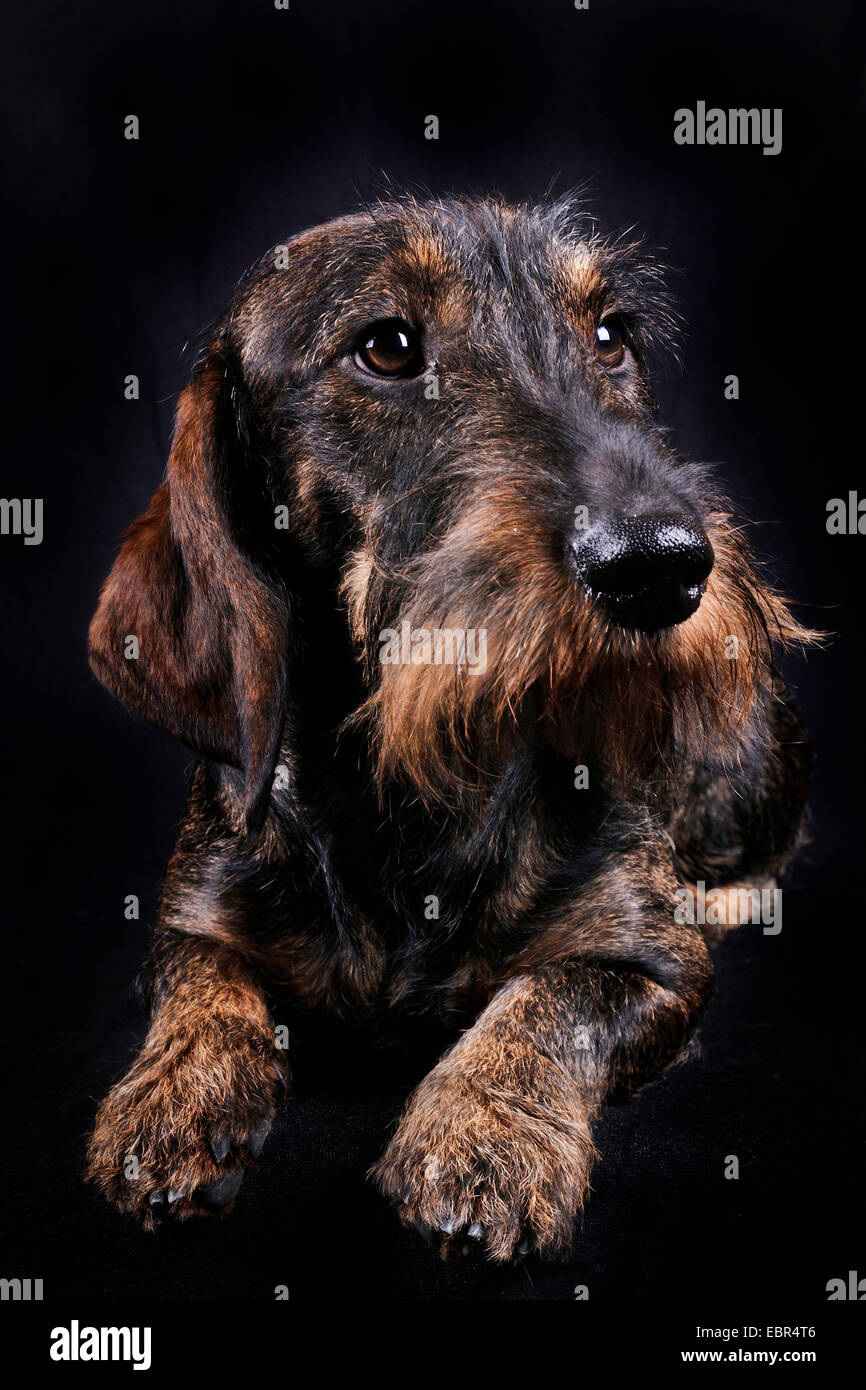 Rauhaar Dackel, Rauhhaar Dackel, Haushund (Canis Lupus F. Familiaris), Dackel vor schwarzem Hintergrund, Europa, Deutschland Stockfoto