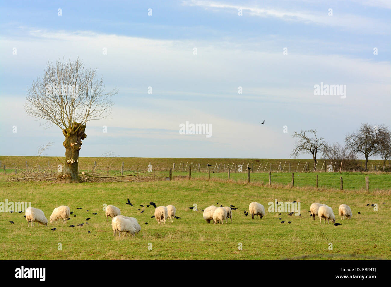Hausschaf (Ovis Ammon F. Aries), Niederrhein verfing Weiden mit Schafen, Deutschland, Nordrhein-Westfalen Stockfoto