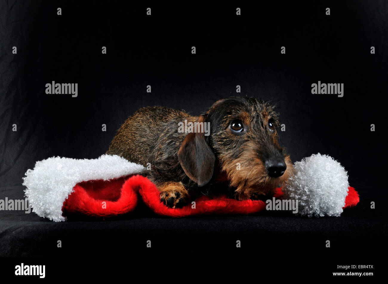 Wire-haired Dackel, Wire-haired Wurst Hund, Haushund (Canis lupus f. familiaris), der lag auf einem Santa ┤ s hat vor schwarzem Hintergrund, Deutschland Stockfoto