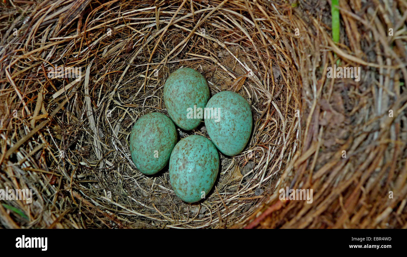 Amsel (Turdus Merula), Eiern im nest Stockfoto