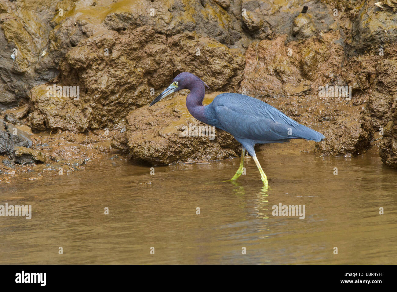 kleine Blue Heron (Egretta Caerulea), stehend am Bach im flachen Wasser, Costa Rica, Rio Tarcoles Stockfoto