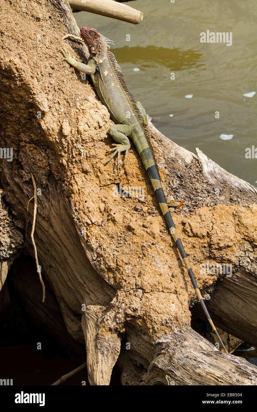 Grüner Leguan, gemeinsame Leguan (Iguana Iguana), auf Treibholz am Ufer, Costa Rica, Rio Tarcoles Stockfoto