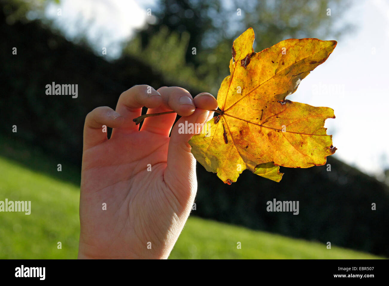 kleines Mädchen hält ein Herbst Blatt, Deutschland, Nordrhein-Westfalen Stockfoto
