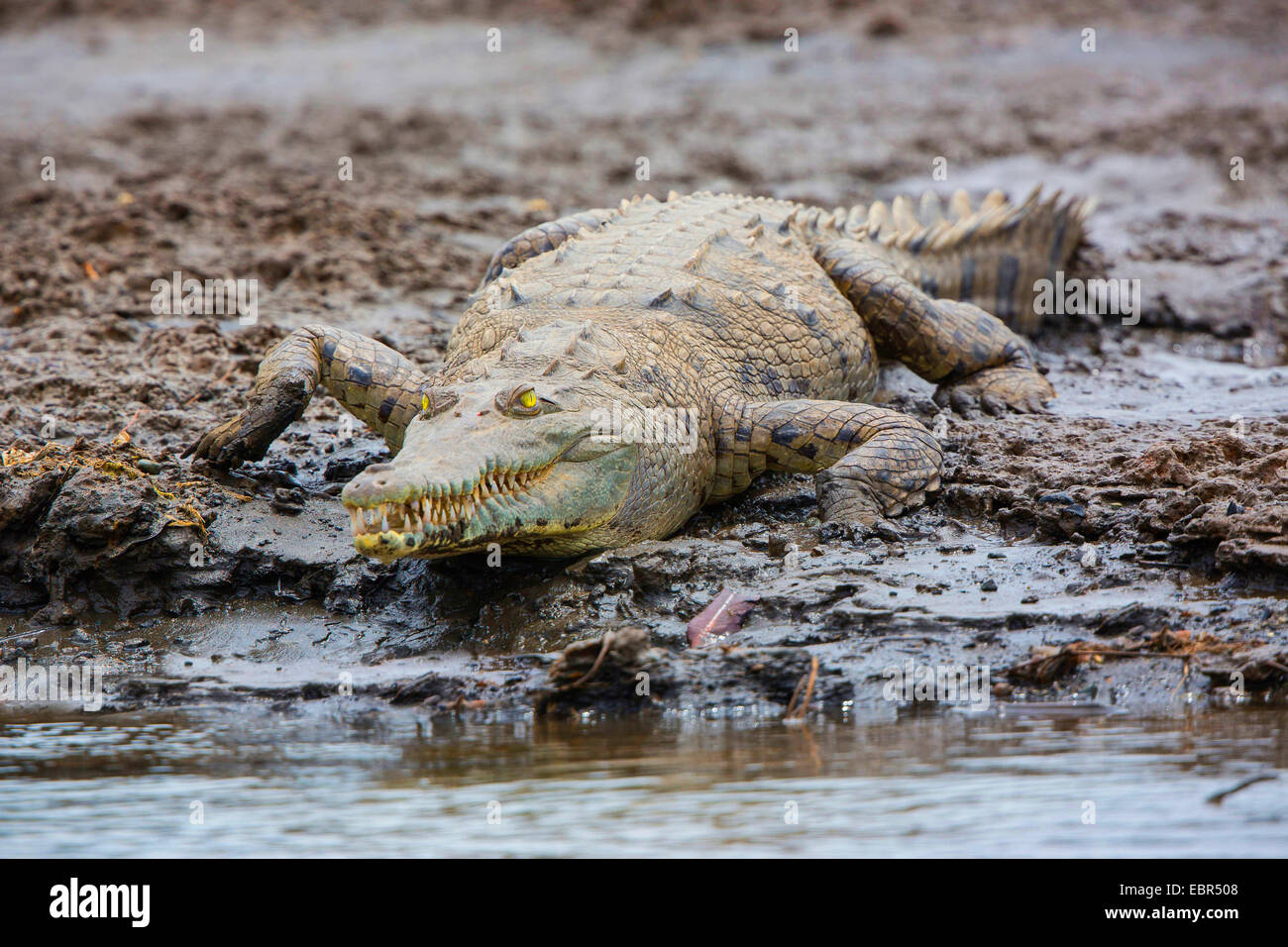 Amerikanisches Krokodil (Crocodylus Acutus), liegend auf einem Ufer, Costa Rica, Rio Tarcoles Stockfoto