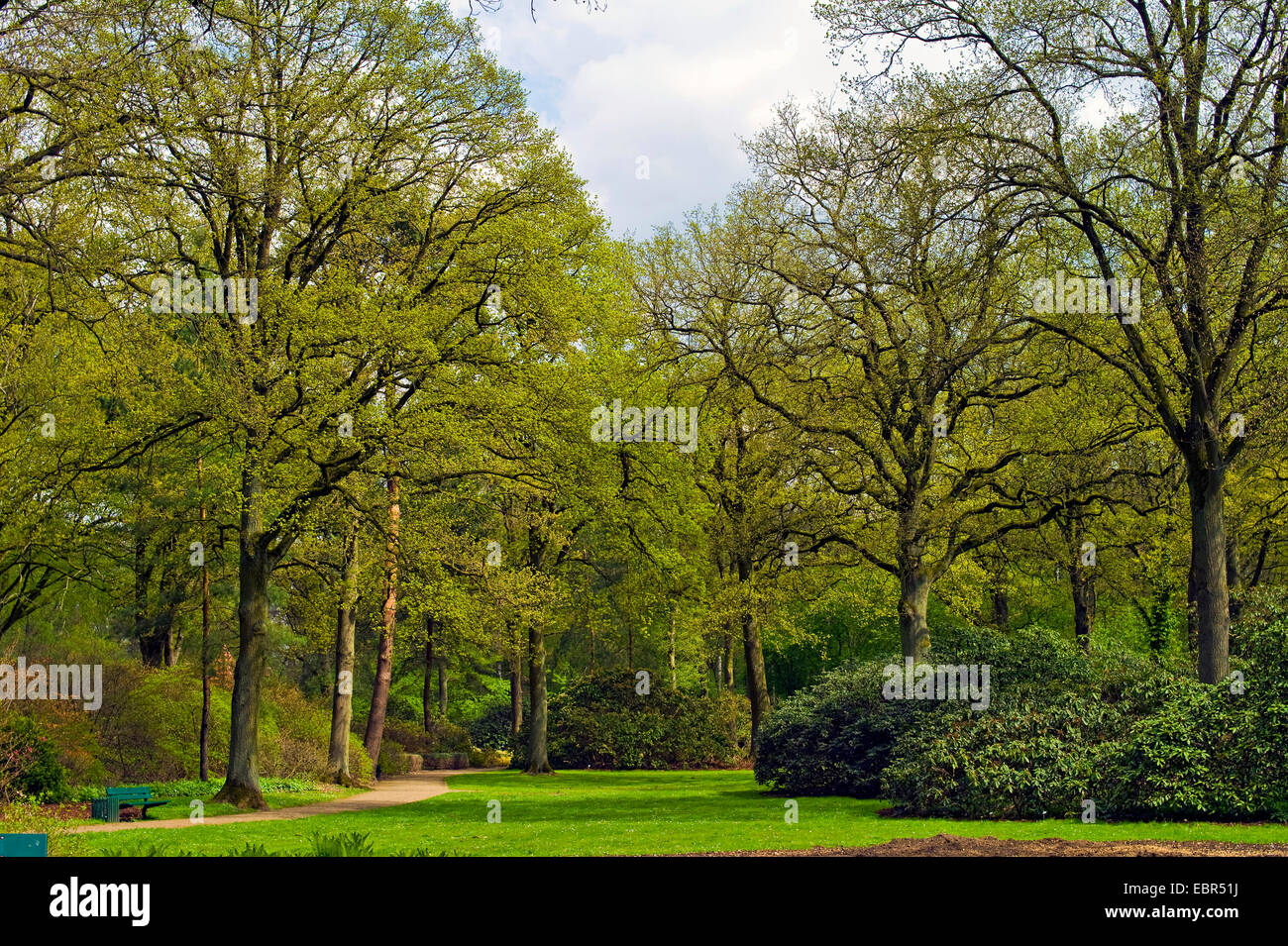 Frühling im Rhododendron-Park, Deutschland, Bremen Stockfoto