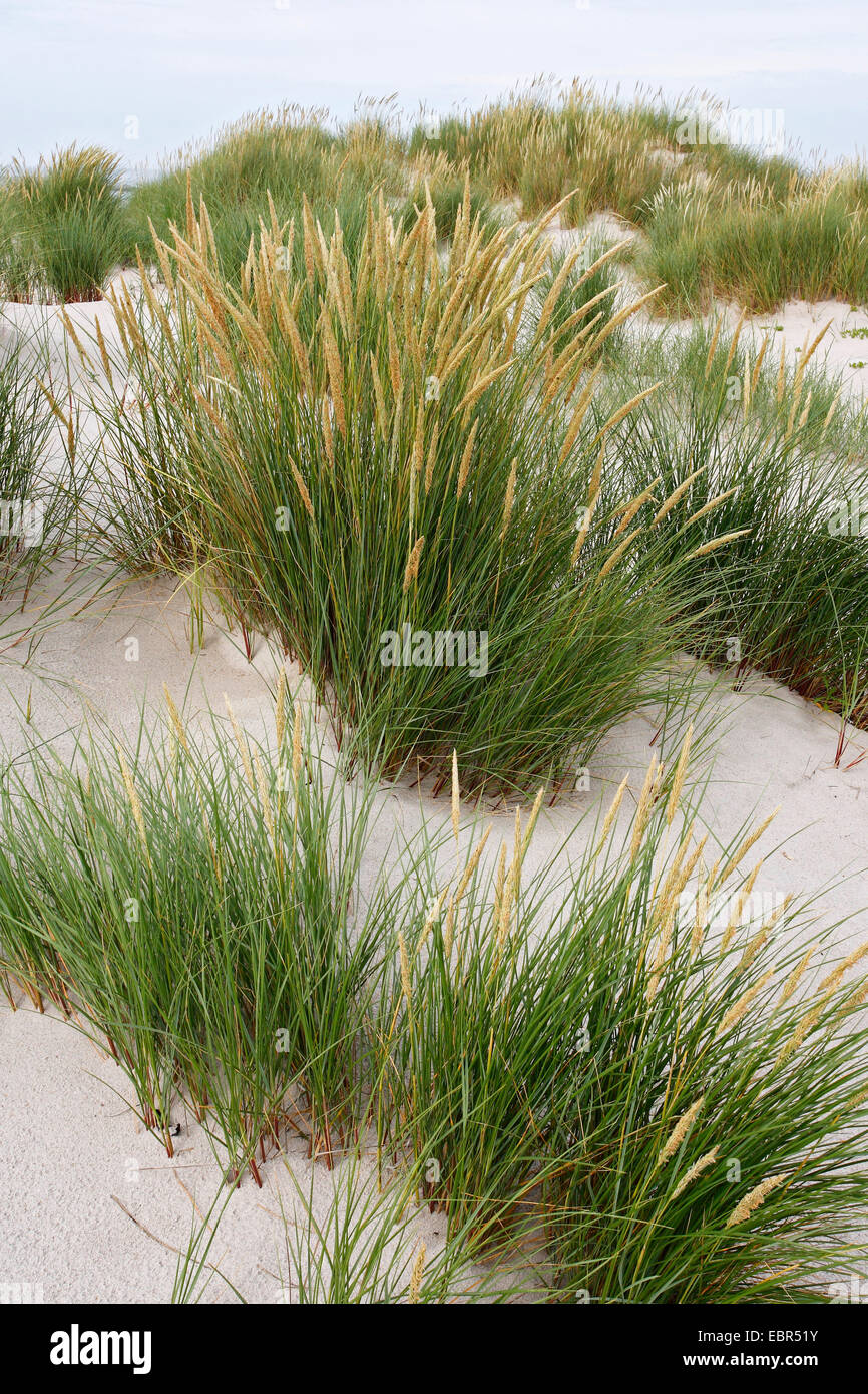 Strandhafer, Europäische Strandhafer, Dünengebieten Grass, Psamma, Meer Sand-Reed (Ammophila Arenaria), Dünen mit Strandhafer, Deutschland, Schleswig-Holstein, Helgoland Stockfoto