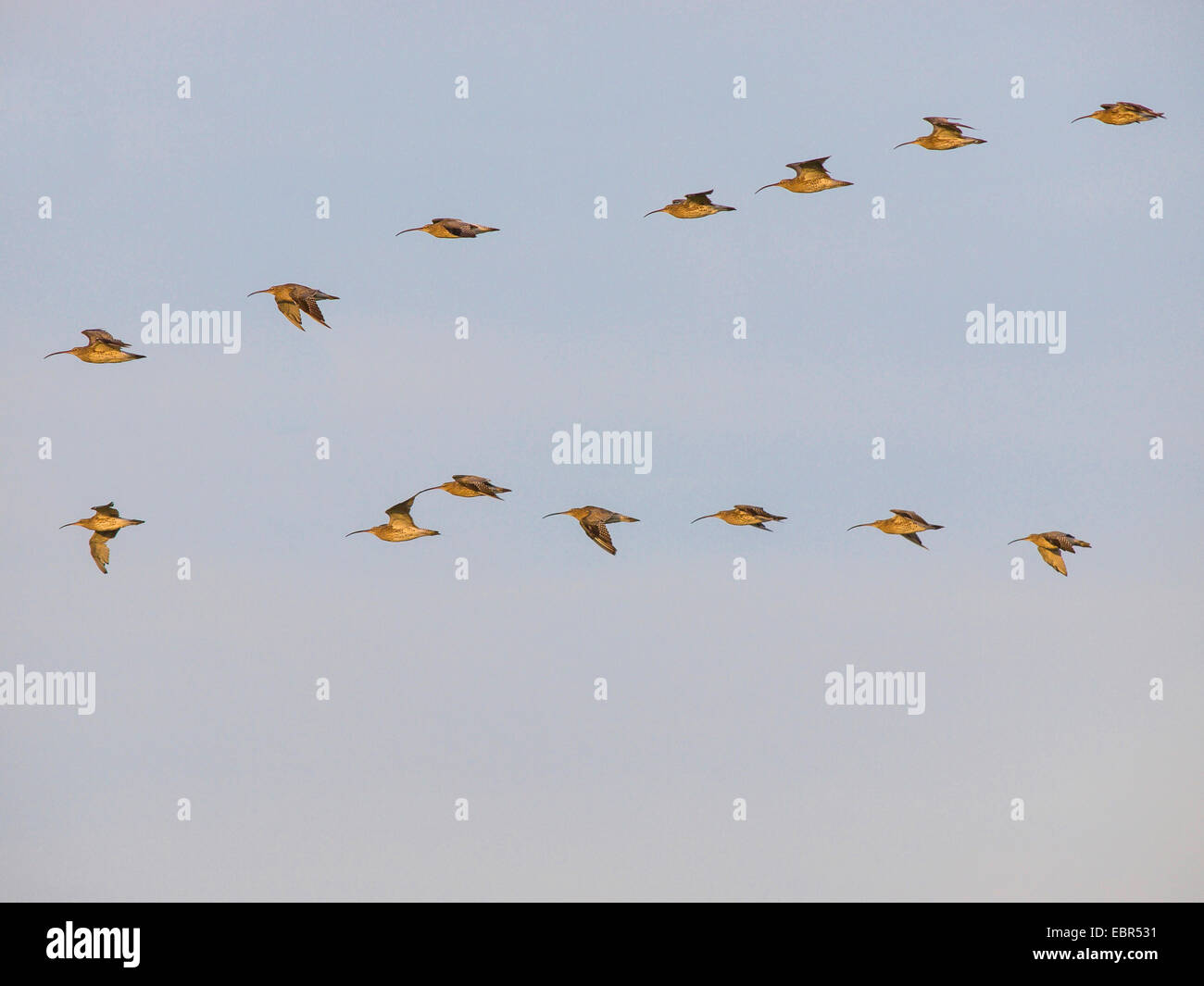 westlichen Brachvogel (Numenius Arquata), strömen in den Himmel, Deutschland Stockfoto