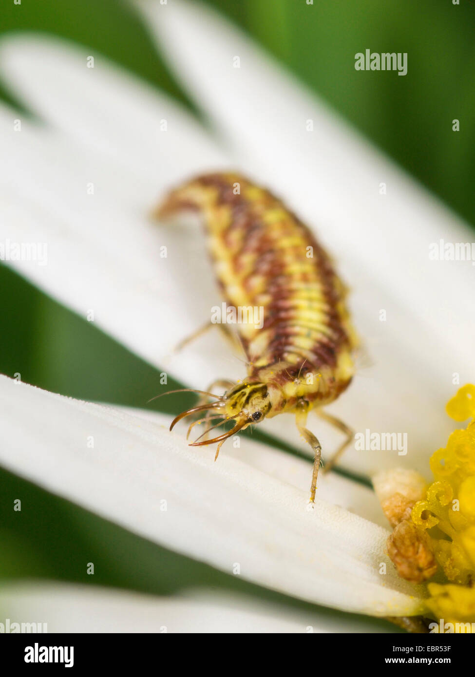 gemeinsamen grünen Florfliege (Chrysoperla Carnea, Chrysopa Carnea, Anisochrysa Carnea), Larve des gemeinsamen grünen Florfliege Jagd Thripse auf Ochsen-Auge Gänseblümchen, Deutschland Stockfoto