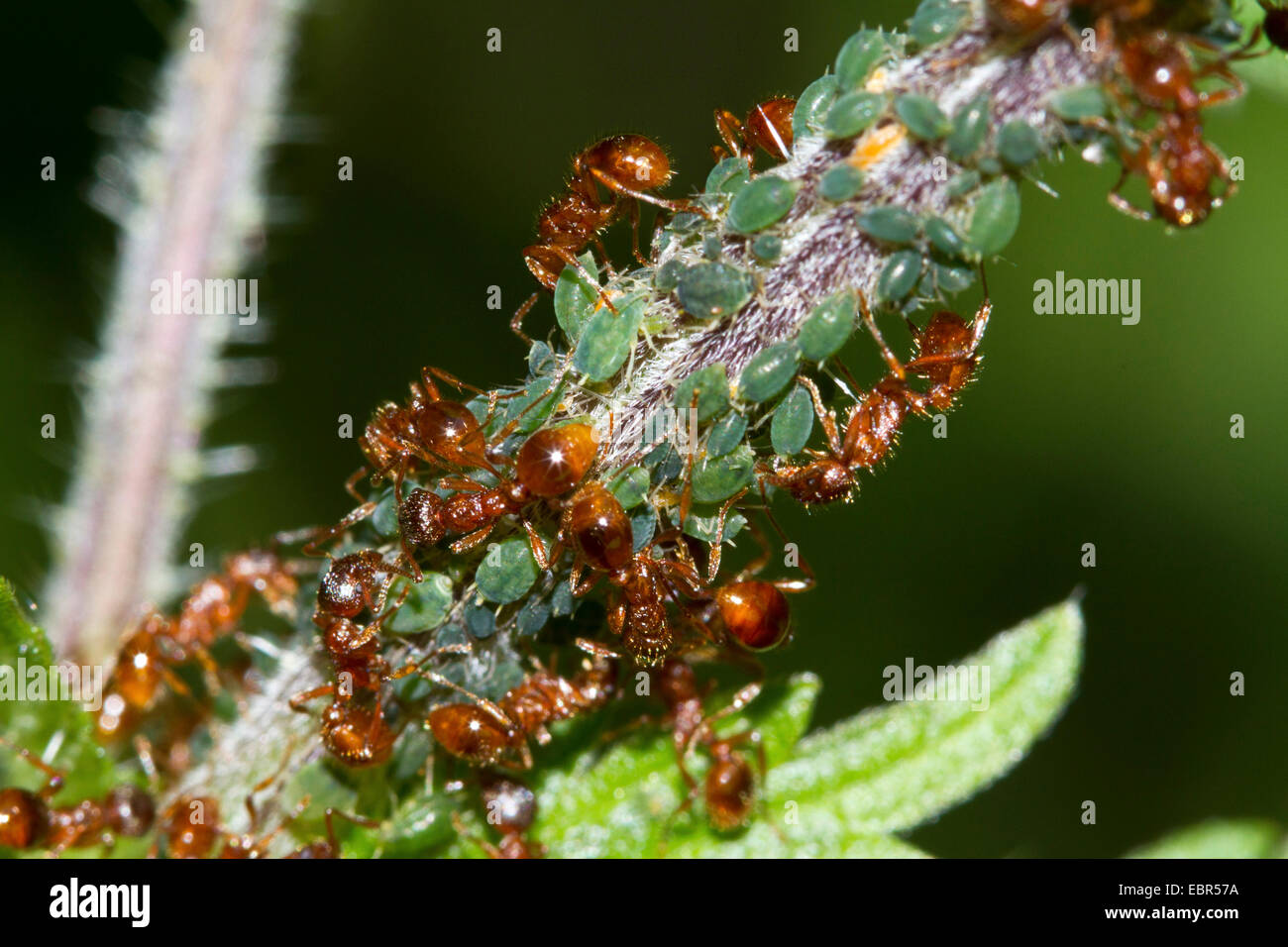 Ameisen Melken Blattläuse, Deutschland Stockfoto