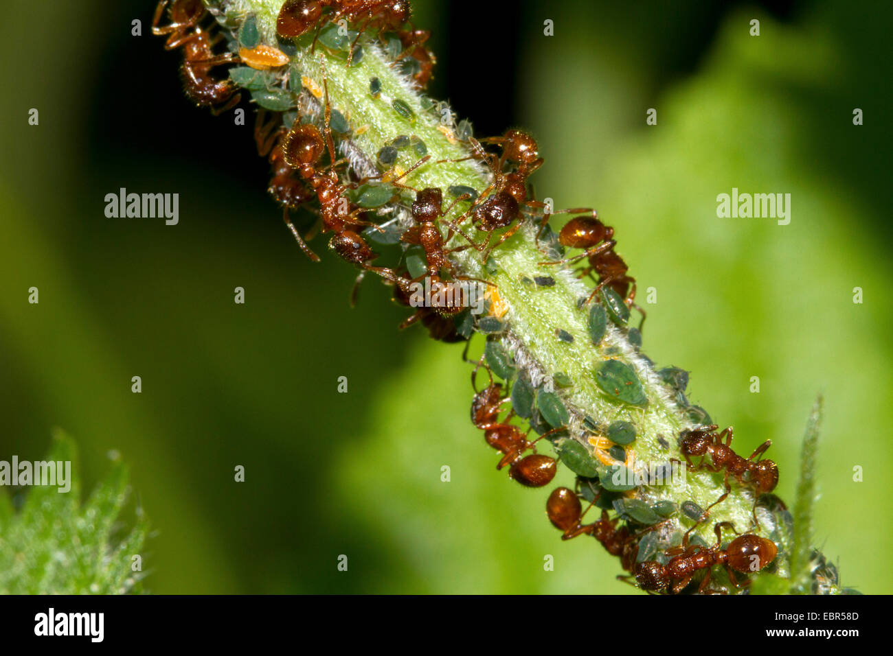 Ameisen Melken Blattläuse, Deutschland Stockfoto