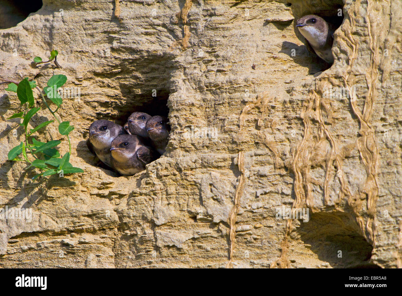 Uferschwalbe (Riparia Riparia), Quietscher Zuchtfortschritt Höhle, Deutschland, Bayern, Isental Stockfoto