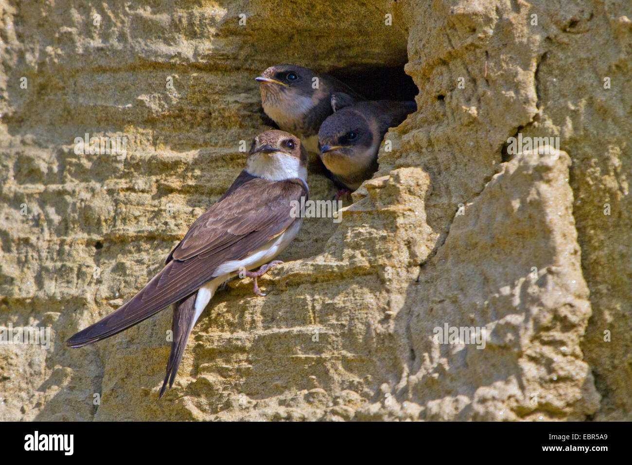 Uferschwalbe (Riparia Riparia), vor der Zucht Höhle Wth Quietsche, Deutschland, Bayern, Isental Stockfoto