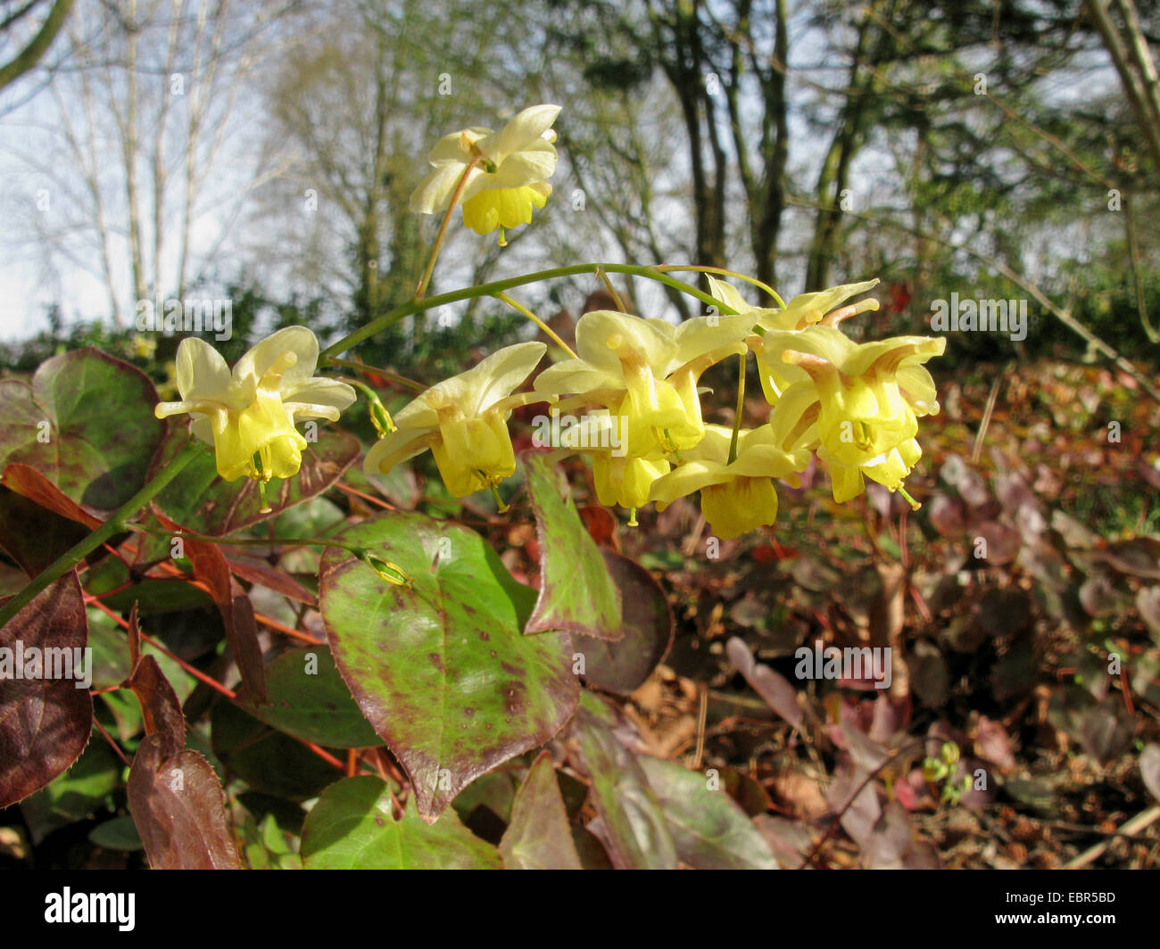 Barrenwort (Epimedium x versicolor 'Sulphureum', Epimedium versicolor 'Sulphureum'), blühende Stockfoto