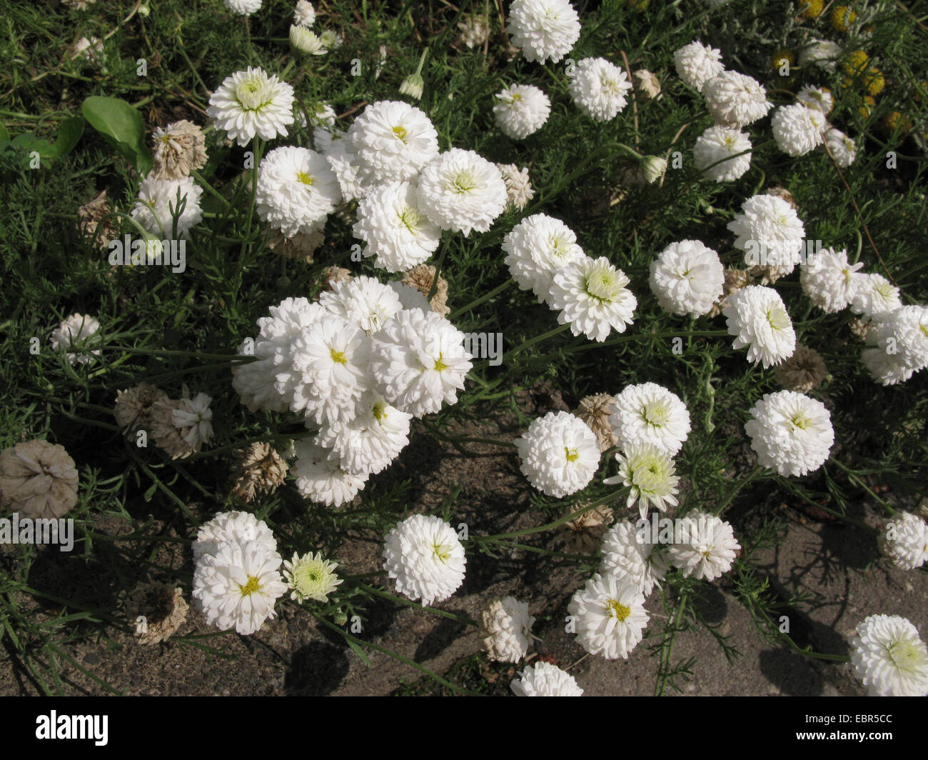 Garten Kamille, römische Kamille (Chamaemelum Nobile 'Plenum', Chamaemelum Nobile Plenum, Anthemis Nobilis, Anthemis Nobilis var. Plena), Plenum, blühende Sorte Stockfoto