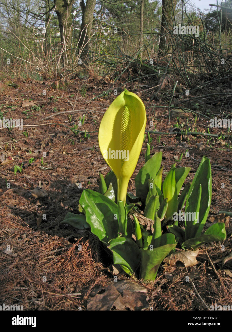 Skunk Cabbage, Sumpf Laterne, gelbe Arum, gelbe Skunk Cabbage (Lysichiton Americanus), blühen Stockfoto