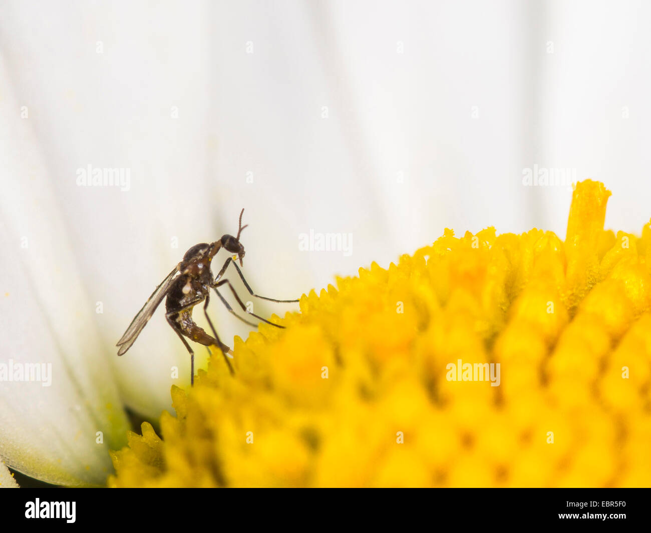 dunkel-winged Pilz Mücken, Wurzel Mücken (Bradysia spec.), Weiblich, die Eiablage auf einer Ochsen-Auge Daisy Blume (Leucanthemum Vulgare), Deutschland Stockfoto
