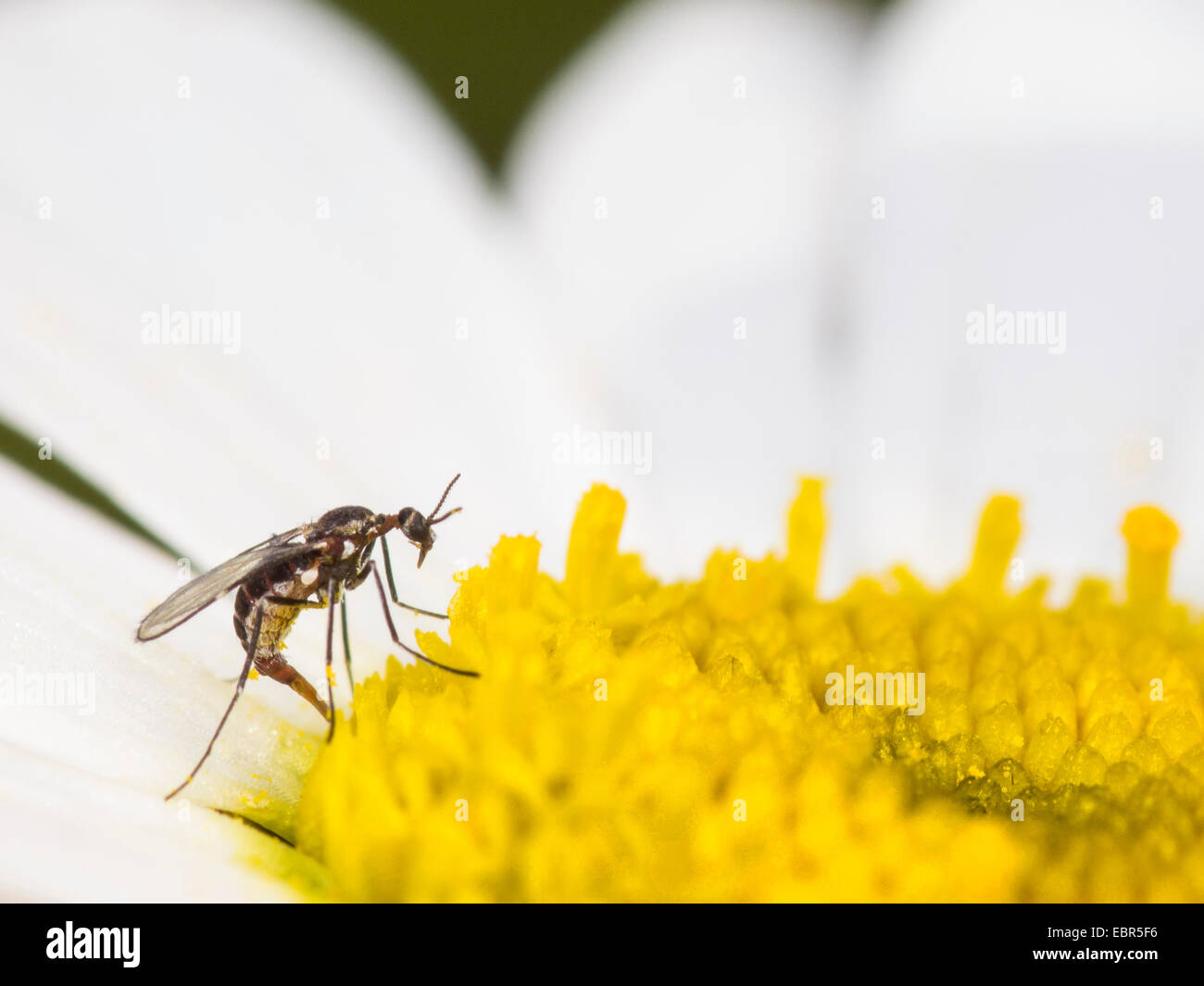 dunkel-winged Pilz Mücken, Wurzel Mücken (Bradysia spec.), Weiblich, die Eiablage auf einer Ochsen-Auge Daisy Blume (Leucanthemum Vulgare), Deutschland Stockfoto