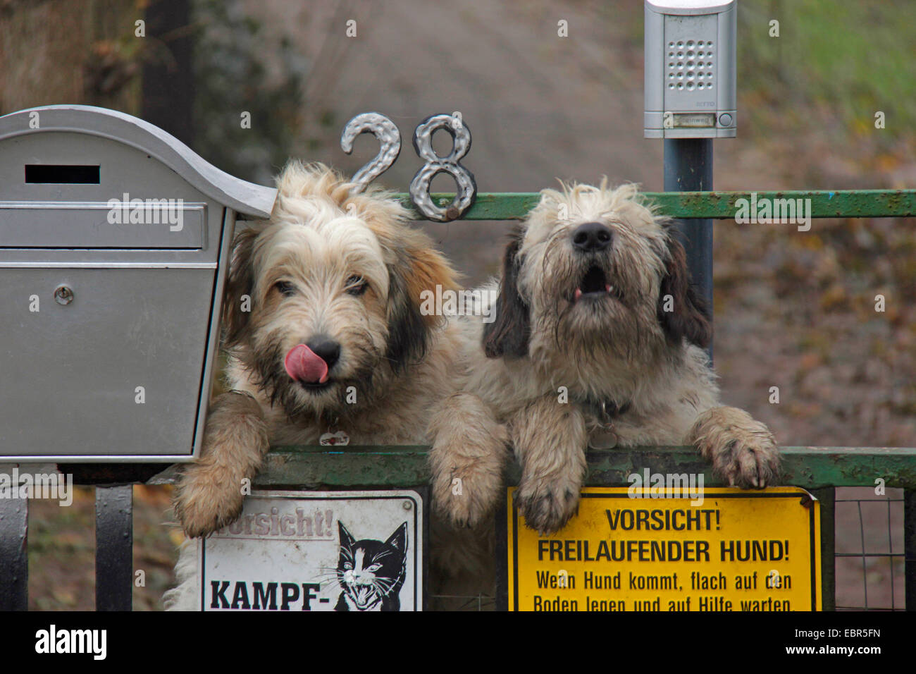 Mischling Hund (Canis Lupus F. Familiaris), watchdog an einem Tor mit Briefkasten und Warnzeichen, Deutschland, Brandenburg Stockfoto