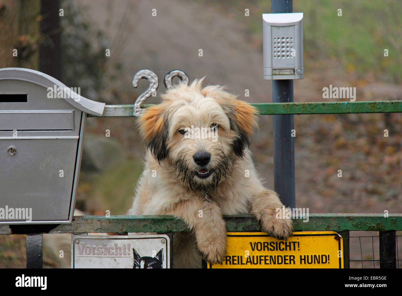 Mischling Hund (Canis Lupus F. Familiaris), watchdog auf ein Tor, Deutschland, Brandenburg Stockfoto