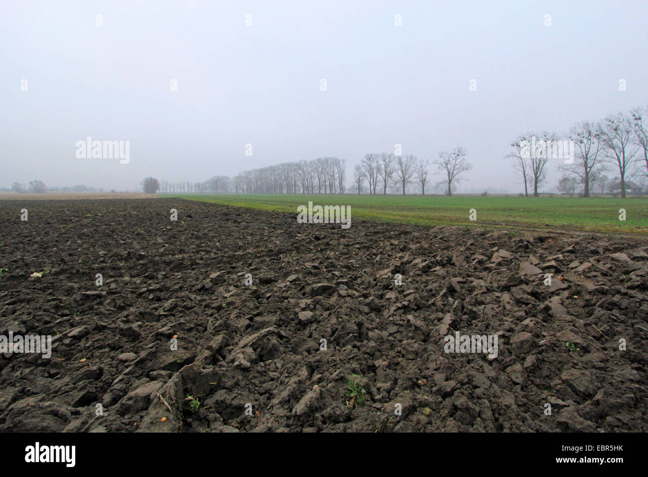 im Nebel, Deutschland, Brandenburg, Oderbruch, Neulewin