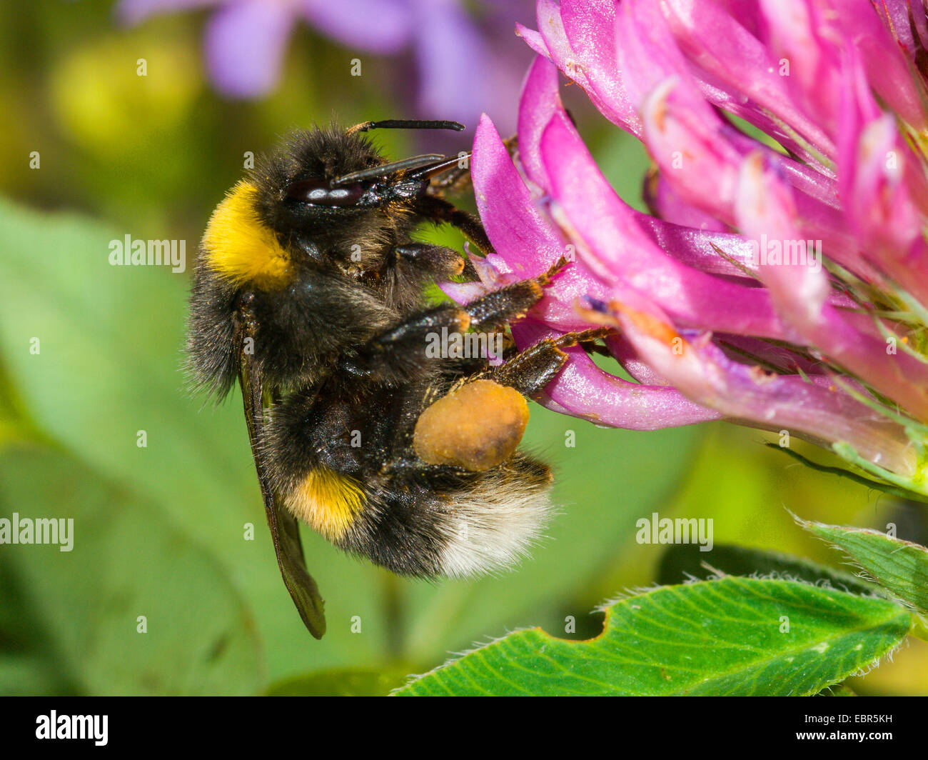 Seeadler Hummel (Bombus Lucorum), Arbeiter, die Nahrungssuche auf Rotklee, Trifolium Pratense, Deutschland Stockfoto