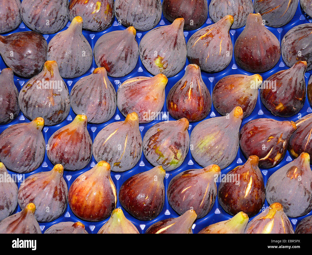 Feigen (Ficus Carica), Reife Feigen in einer Box auf dem Markt Stockfoto