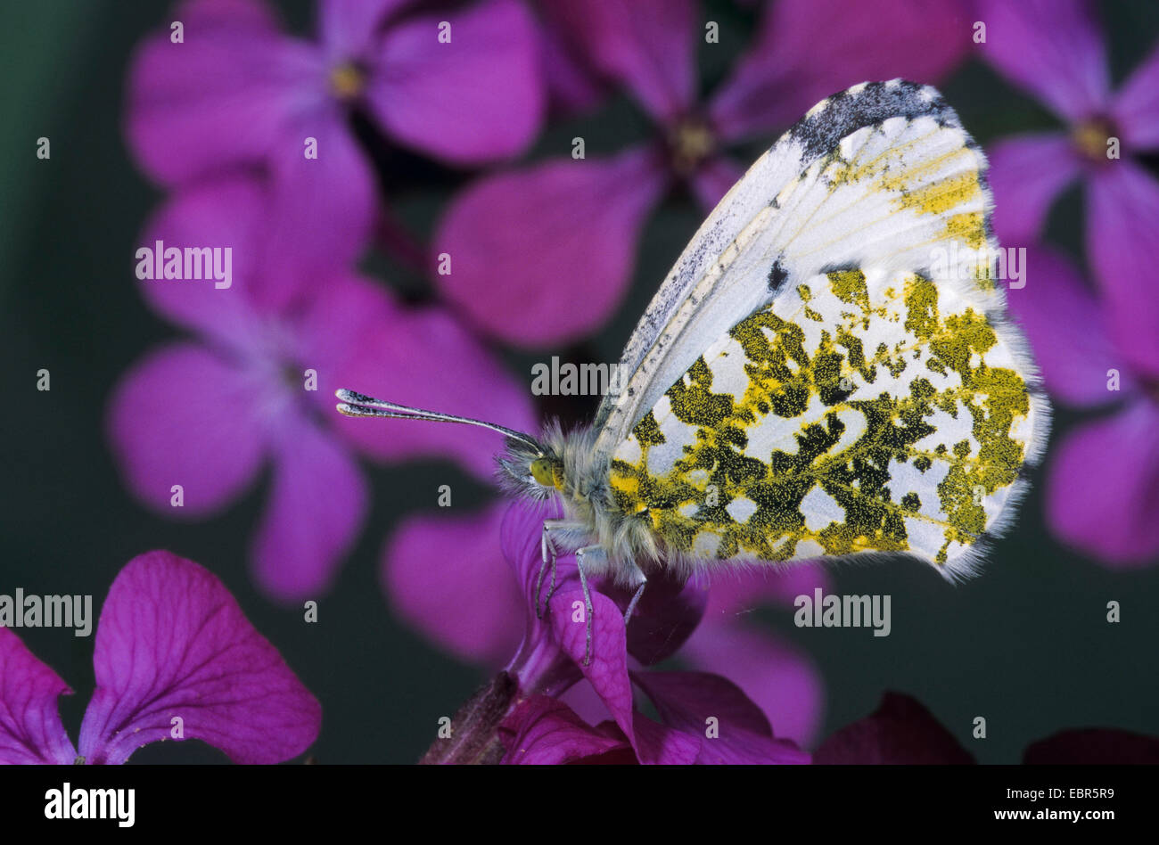 Orange-Tip (Anthocharis Cardamines), weibliche auf einer Blume, Suche nach Nektar, Deutschland Stockfoto