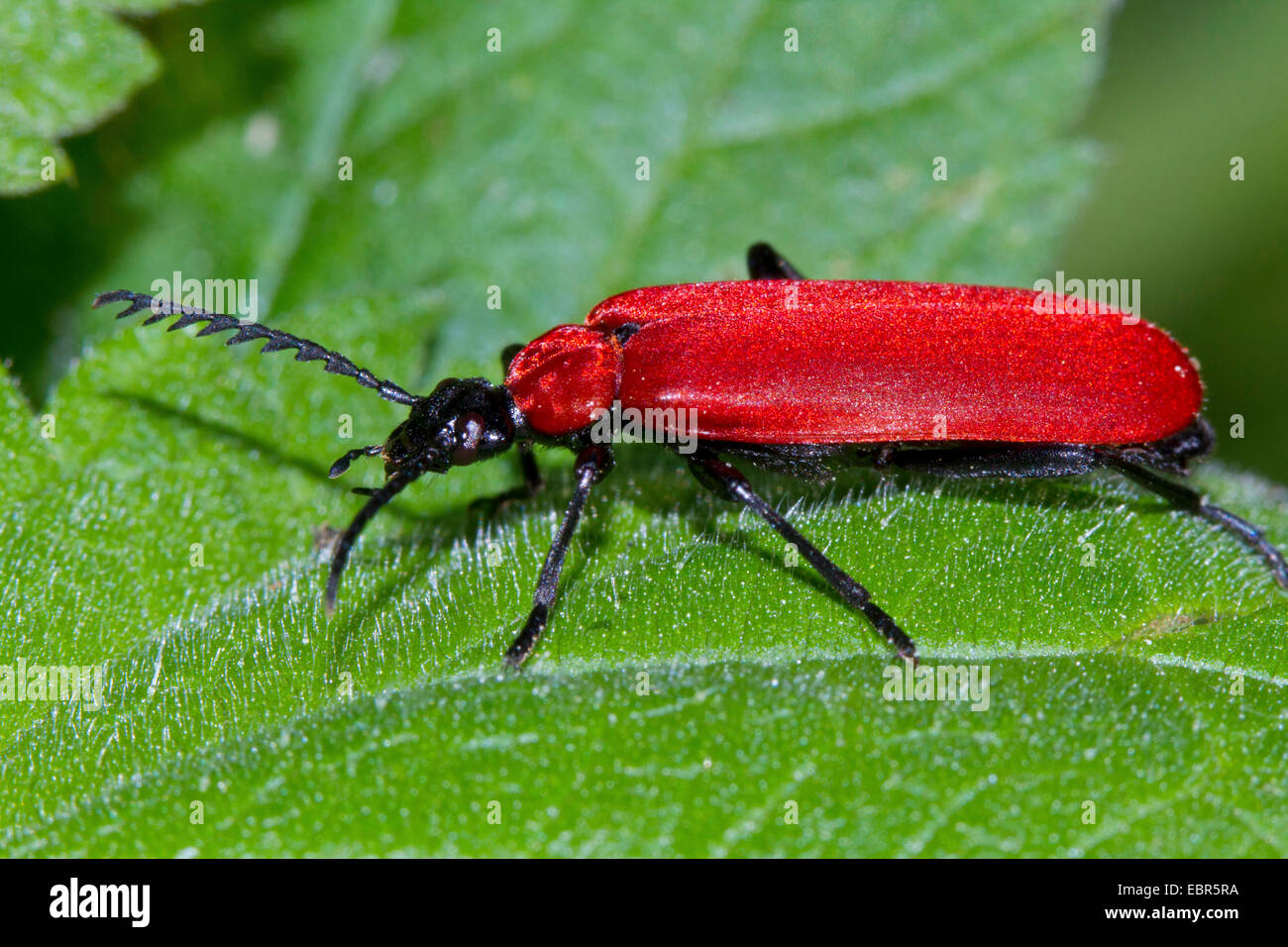 Scarlet Fire Beetle, Kardinal Käfer (Pyrochroa Coccinea), ruht auf einem Lef, Deutschland Stockfoto