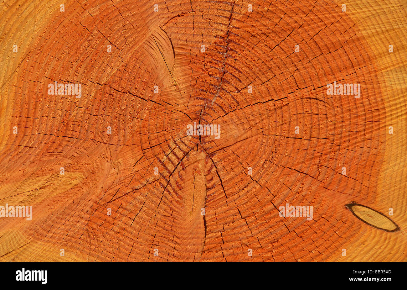 Douglasie (Pseudotsuga Menziesii), Holz-Baum-ring Stockfoto