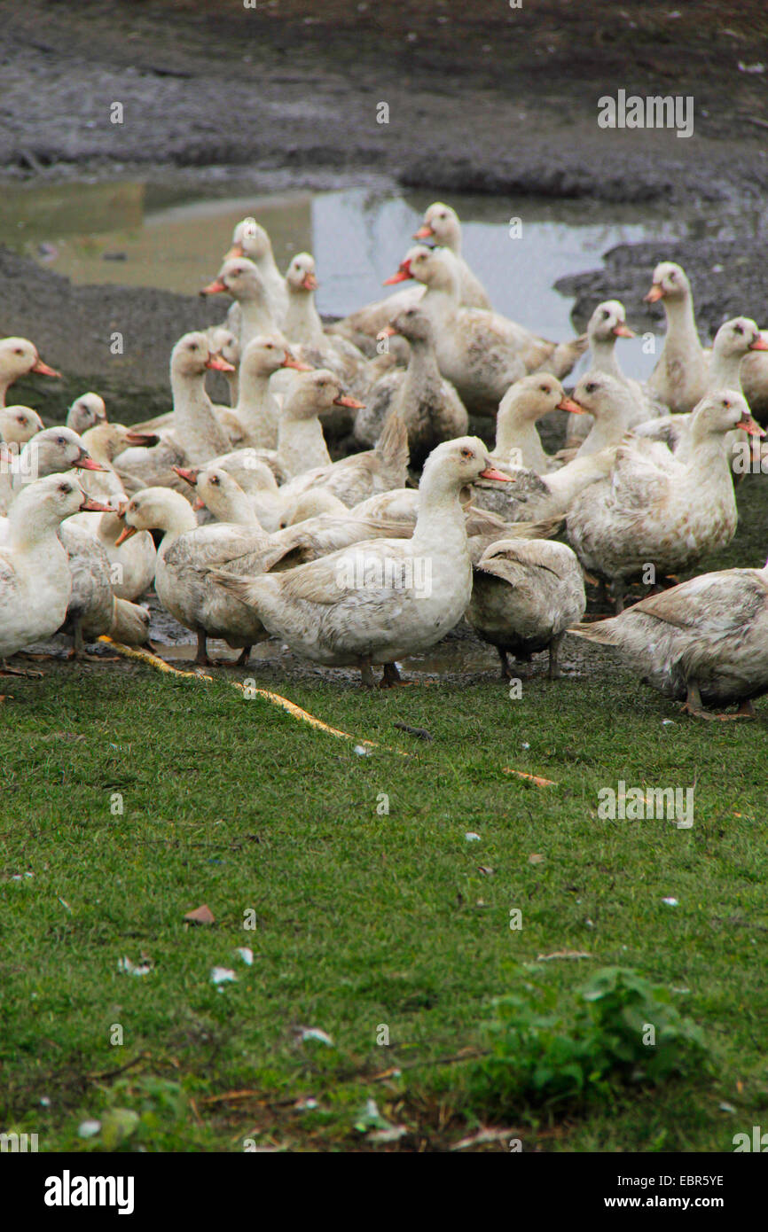 Hausente (Anas Platyrhynchos F. Domestica), Enten in Freilandhaltung, Deutschland, Brandenburg Stockfoto