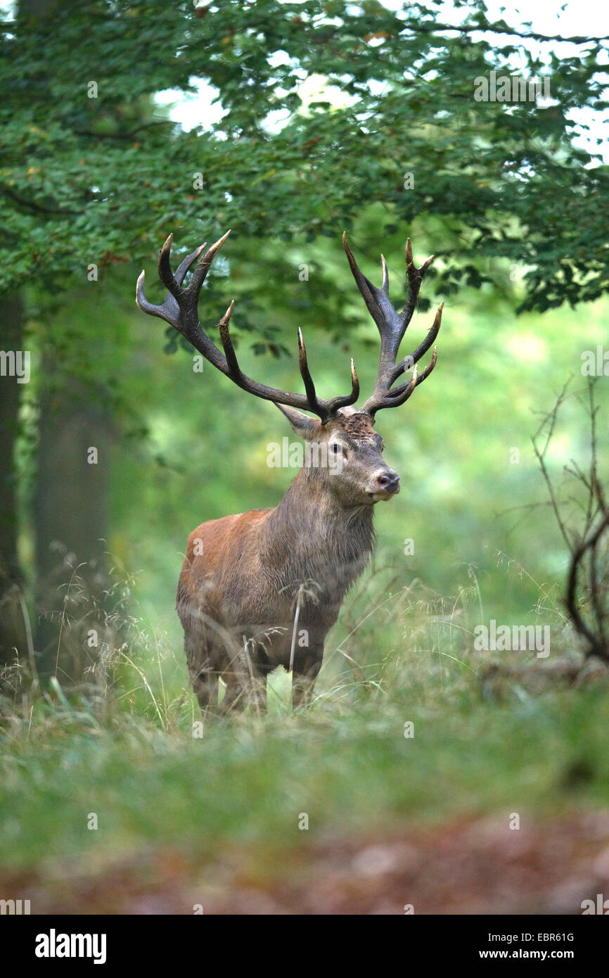 Rothirsch (Cervus Elaphus), Hirsch in einem Buchenwald, Deutschland, Nordrhein-Westfalen Stockfoto