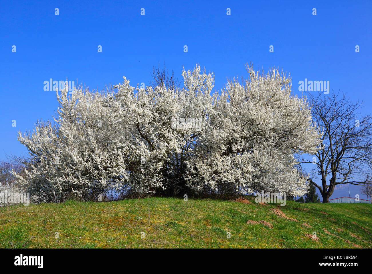 Schlehe, Schlehe (Prunus Spinosa), blühen Schlehe auf einem Hügel, Deutschland Stockfoto