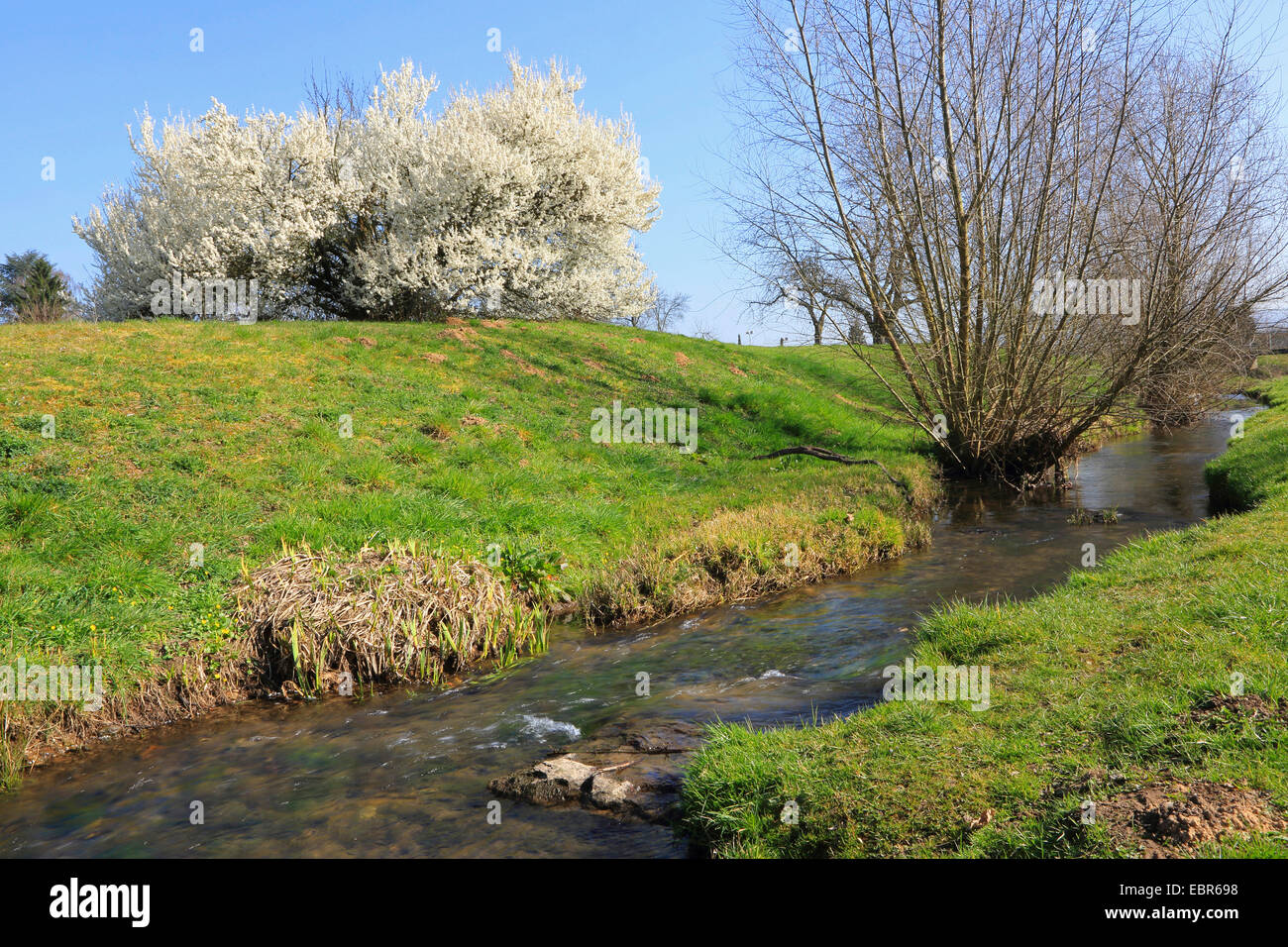 Schlehe, Schlehe (Prunus Spinosa), Meadow Creek im Frühjahr mit blühenden Schlehe, Deutschland Stockfoto