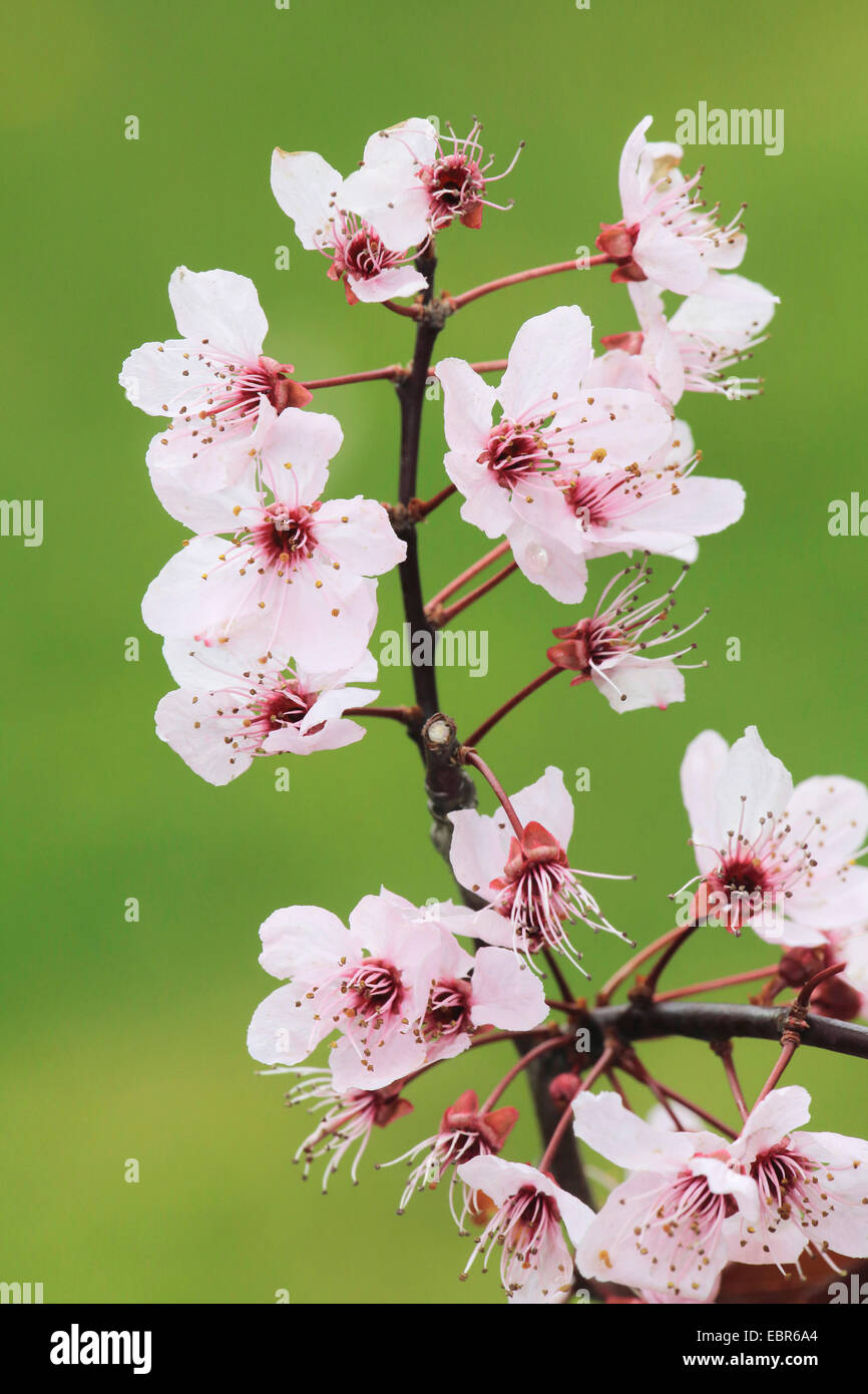 Cherry Plum, Myrobalan-Pflaume (Prunus Cerasifera 'Nigra', Prunus Cerasifera Nigra), blühender Zweig Stockfoto