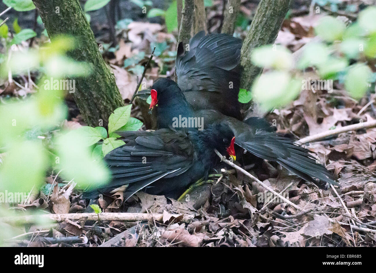 Teichhuhn (Gallinula Chloropus), kämpfen Teichhuhn, Deutschland Stockfoto