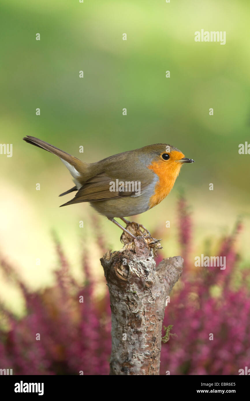 Rotkehlchen (Erithacus Rubecula), sitzt auf einer Säule im Herbst mit blühender Heide, Deutschland, Nordrhein-Westfalen Stockfoto