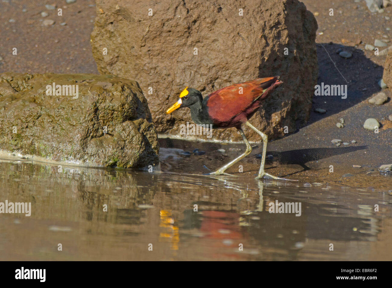 Nördlichen Blatthühnchen (Jacana Spinosa), stehen am Flussufer im Wasser, Costa Rica, Rio Tarcoles Stockfoto