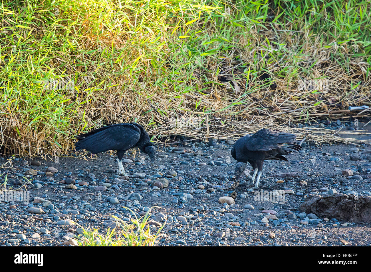 Amerikanische schwarze Geier (Coragyps Atratus), Essen Fishesat Ufer des Flusses, Costa Rica, Rio Tarcoles Stockfoto