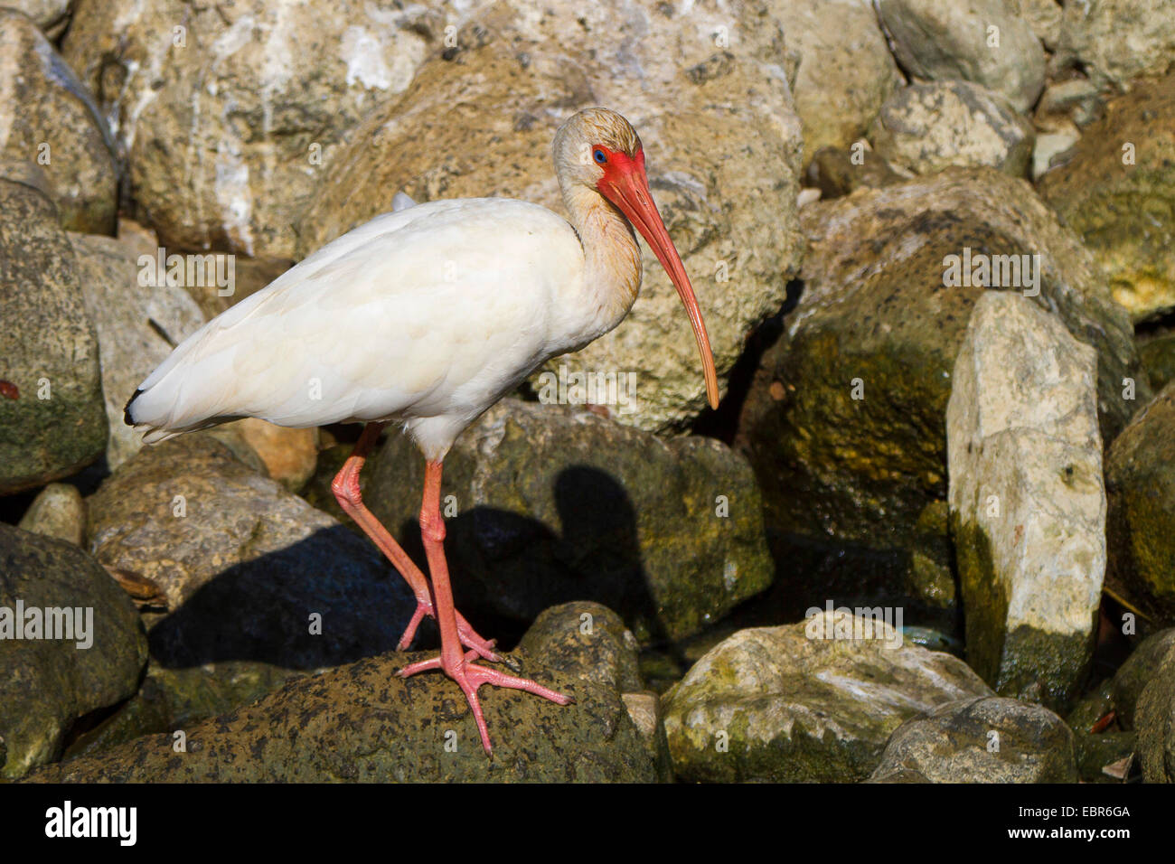 weißer Ibis (Eudocimus Albus), stehend auf einem Stein am Ufer Flusses, Costa Rica, Rio Tarcoles Stockfoto
