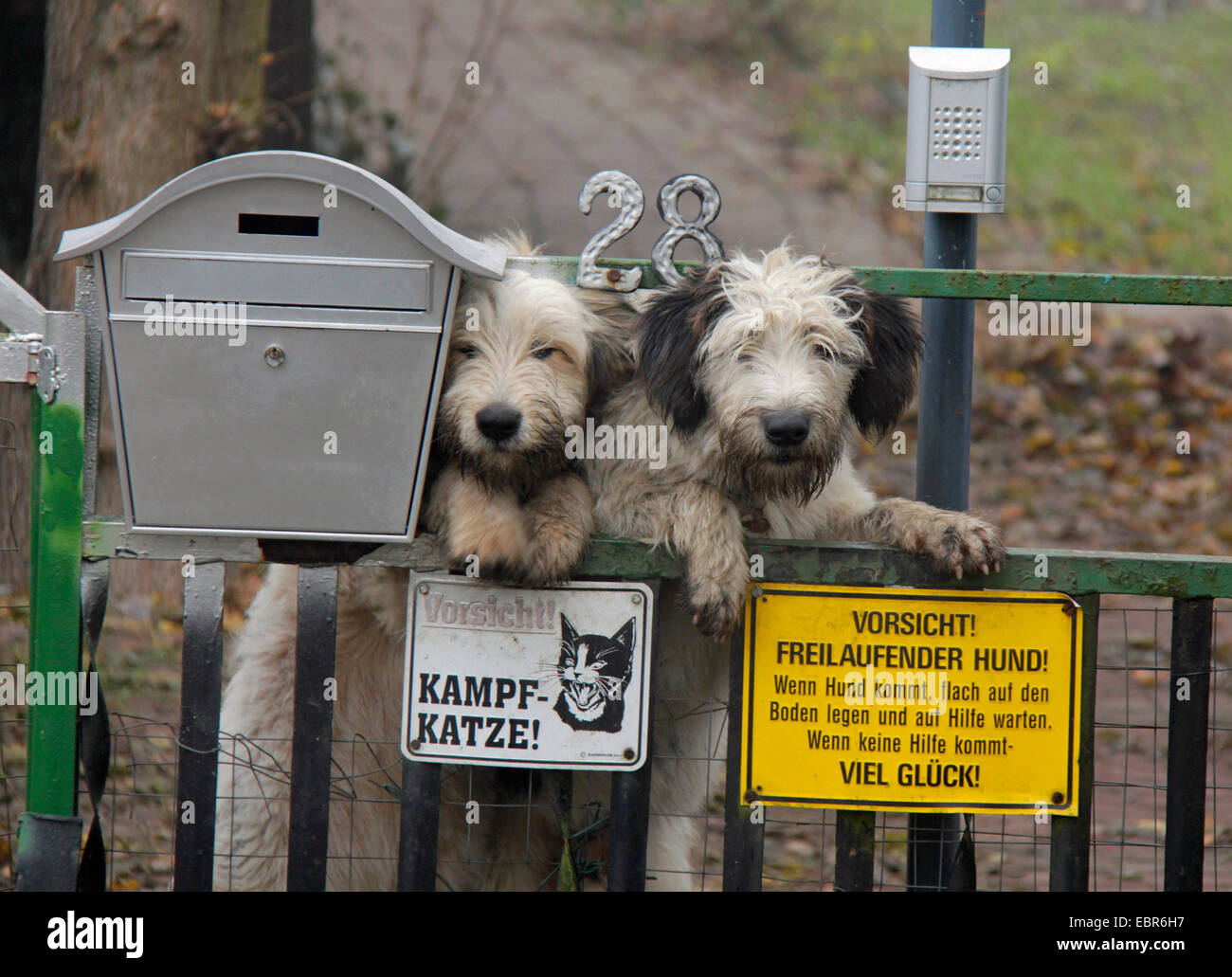 Mischling Hund (Canis Lupus F. Familiaris), watchdog an einem Tor mit Briefkasten und Warnzeichen, Deutschland, Brandenburg Stockfoto